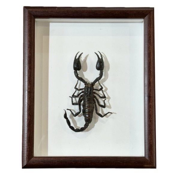 A huge black scorpion in wood frame