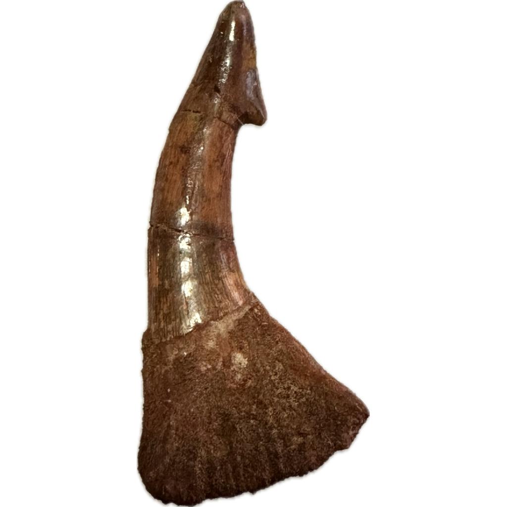 fossil sawfish barb from Morocco. this barb has a a gorgeous curve and beautiful enamel