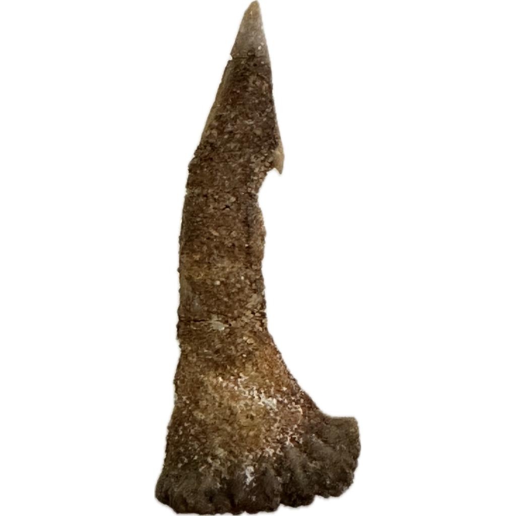 A sandstone encrusted sawfish Barb fossil found in Morocco sandstone beds