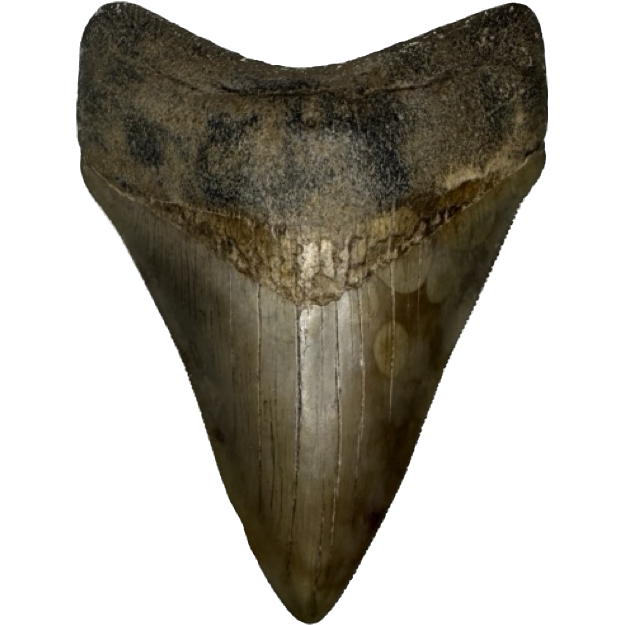 Near perfect South Georgia Megalodon tooth