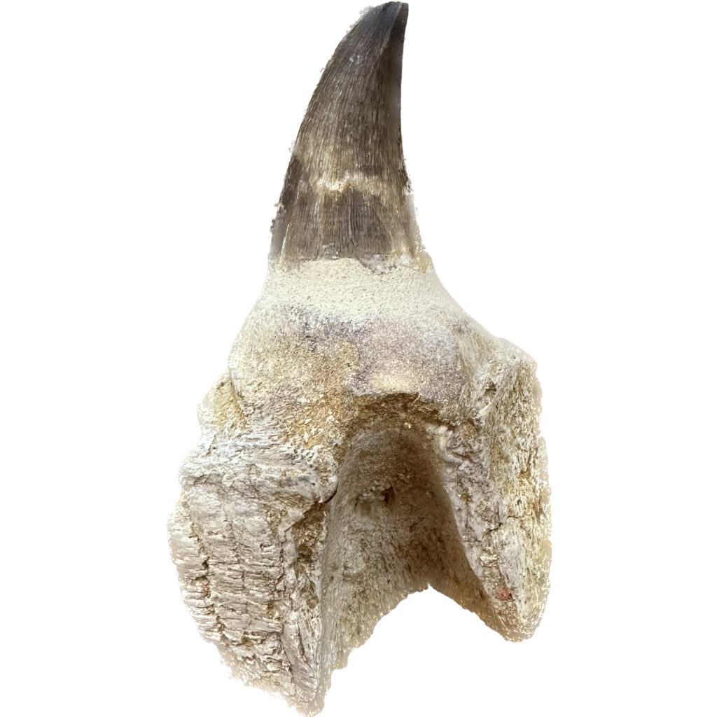 Huge Prognathodon mosasaurus tooht with root