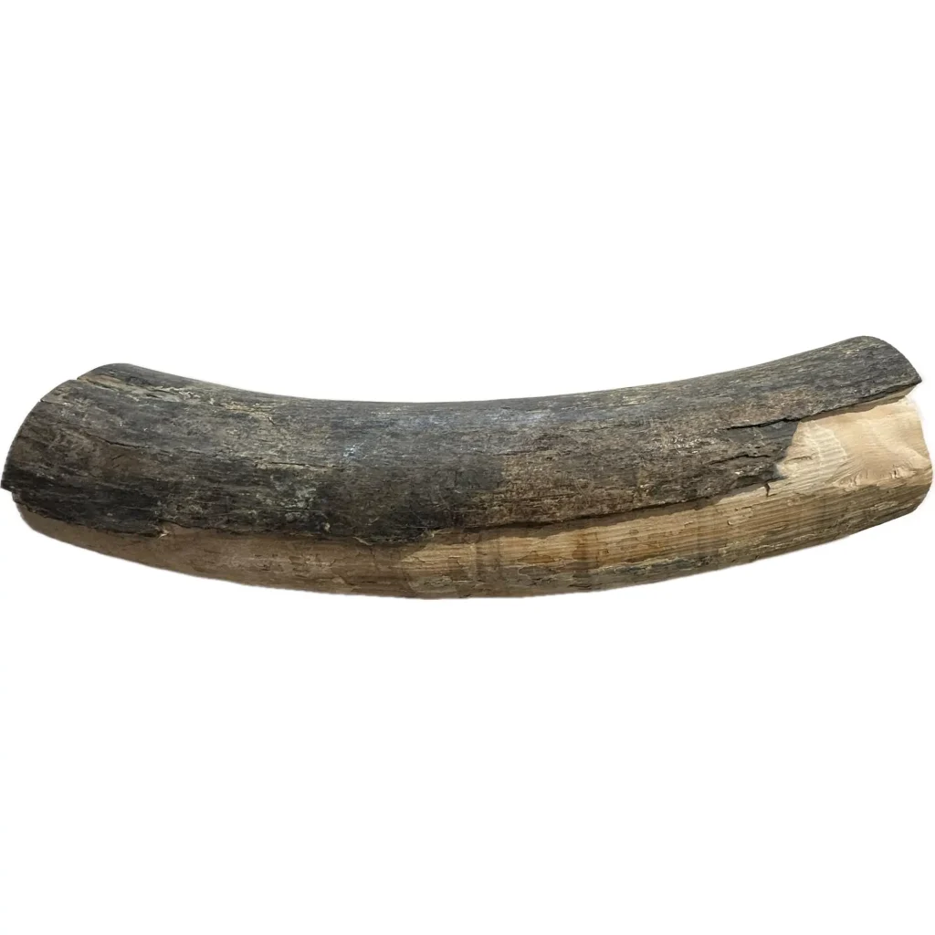 A beautiful two foot-long section of a woolly mammoth tusk from Washington