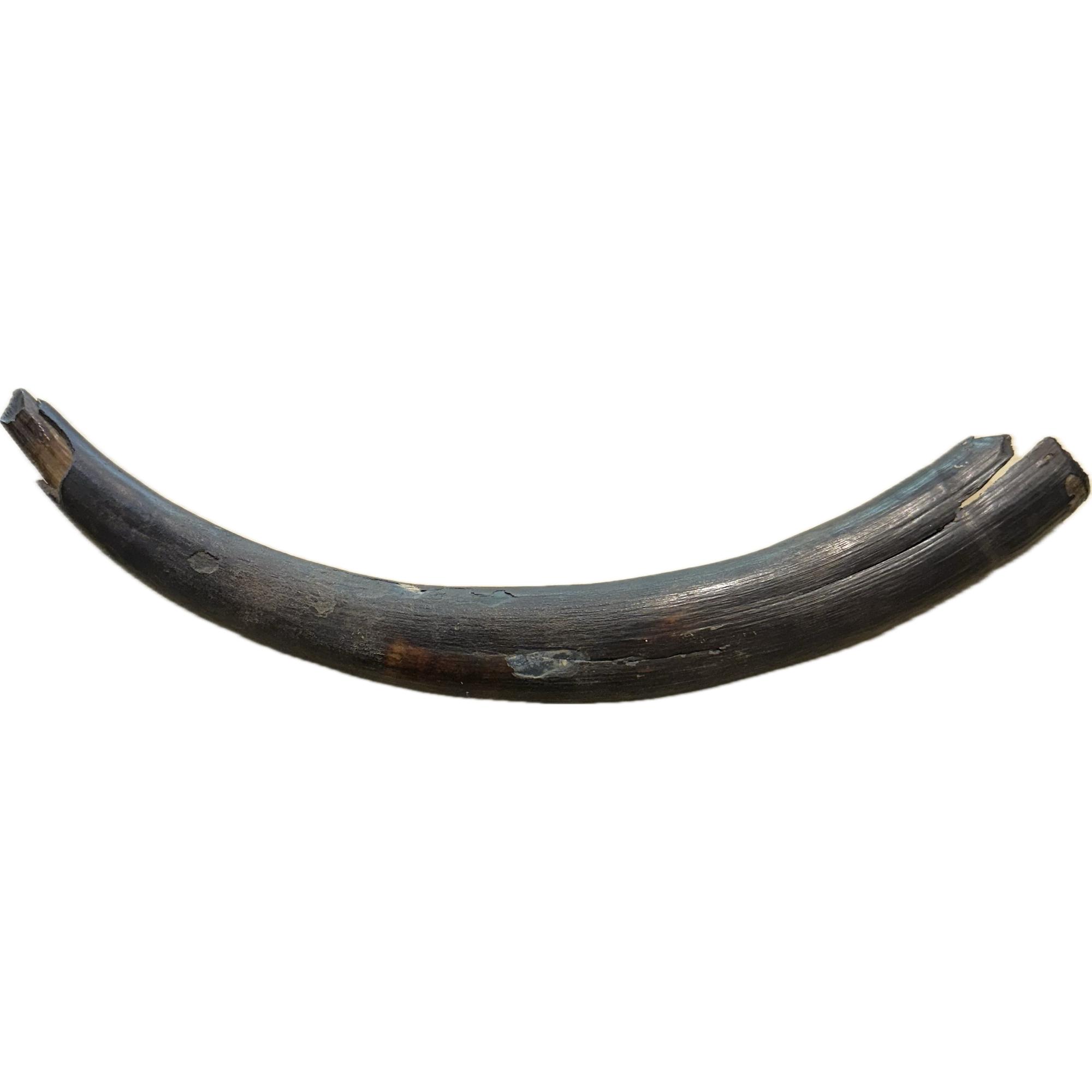 This gorgeous, woolly mammoth tusk was from a juvenile and contains the complete route and full tip. This young tusk was found in Washington state.