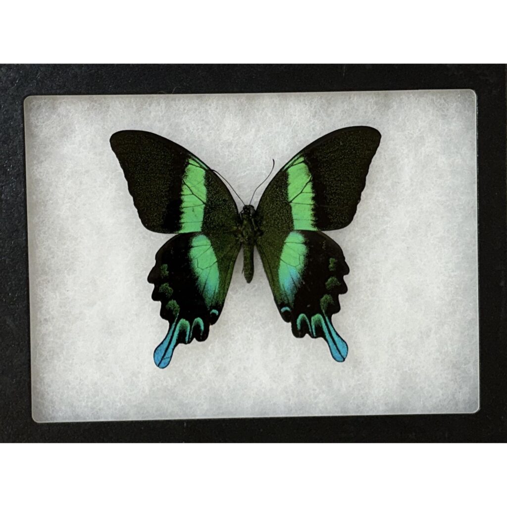 Swalllowtail butterfly in a riker box. this natural butterfly has gorgeous green striations of color.
