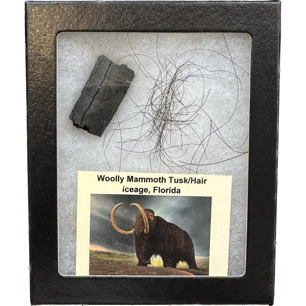 This is a great collection of woolly mammoth here from Alaska and tusk fragments from Florida