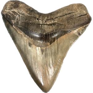 Massive Georgia megalodon tooth. This tooth measures 6 inches in length and is almost as wide as it is long.