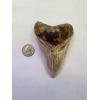 Megalodon shark tooth with full serrations from Indonesia. No repair