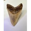 Megalodon Shark tooth from Indonesia. Exceptional serrations. Back view
