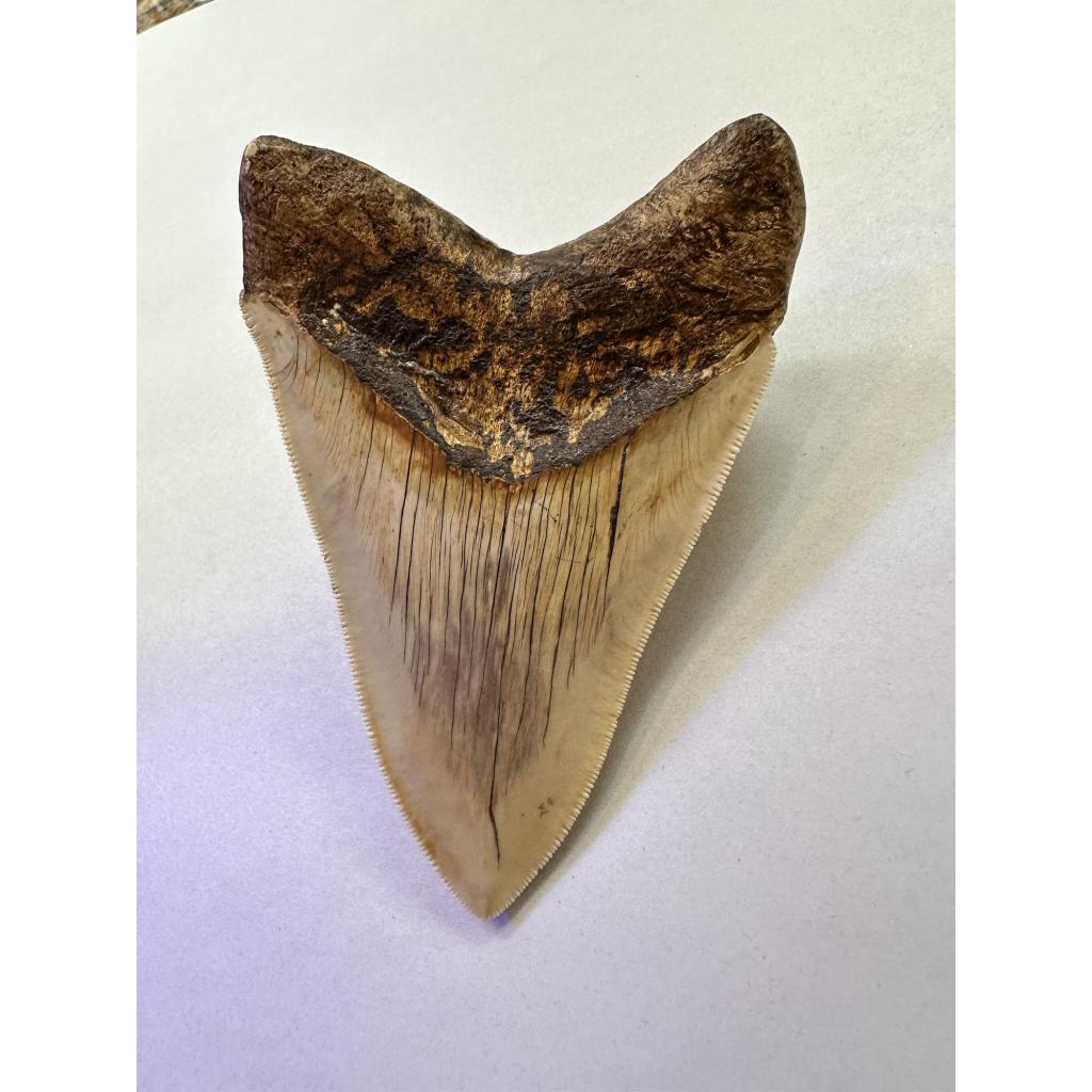 Megalodon Shark tooth from Indonesia. Exceptional serrations. Back view