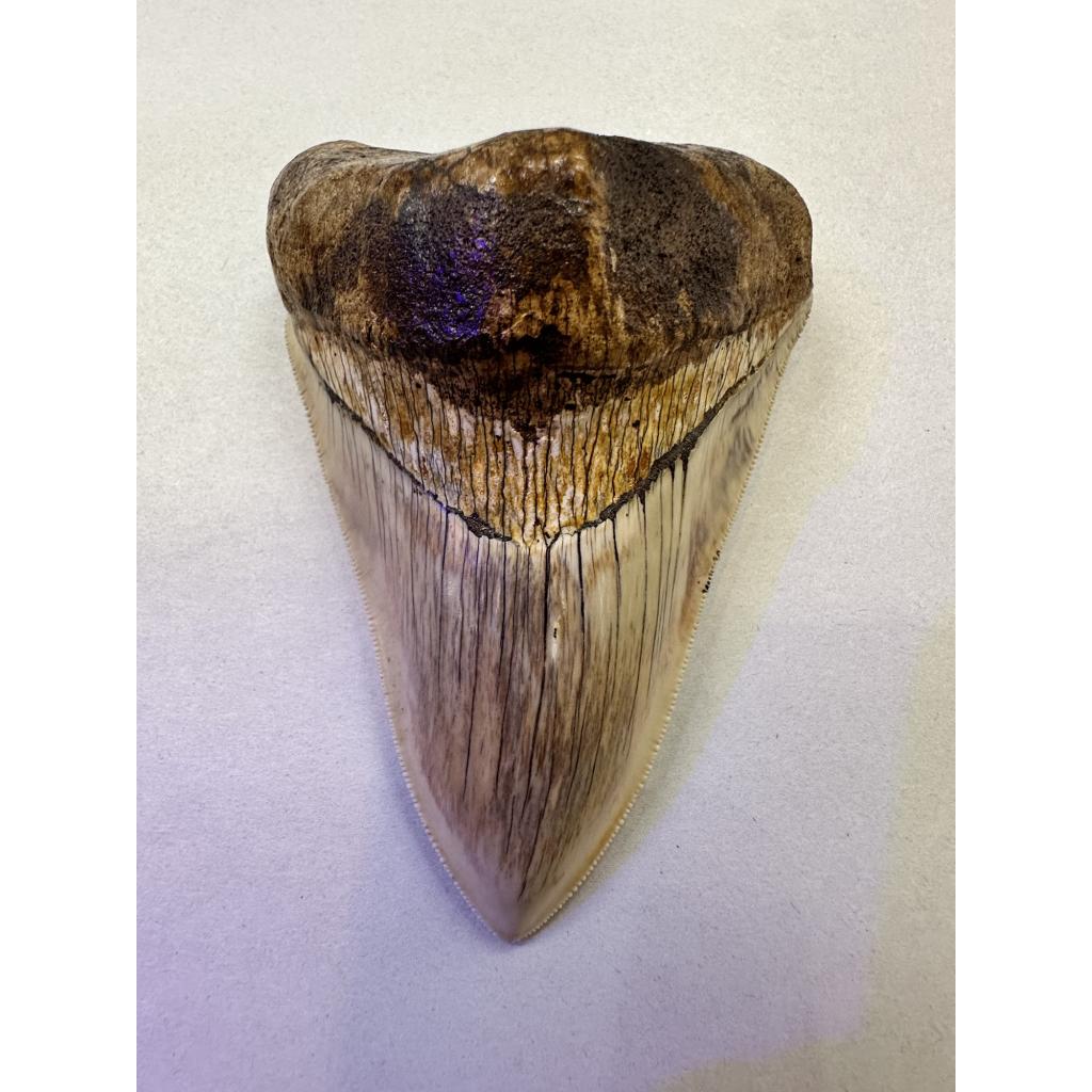 Megalodon shark tooth with full serrations from Indonesia. No repair or enhancements.