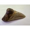 Megalodon shark tooth with full serrations from Indonesia. Great side view.