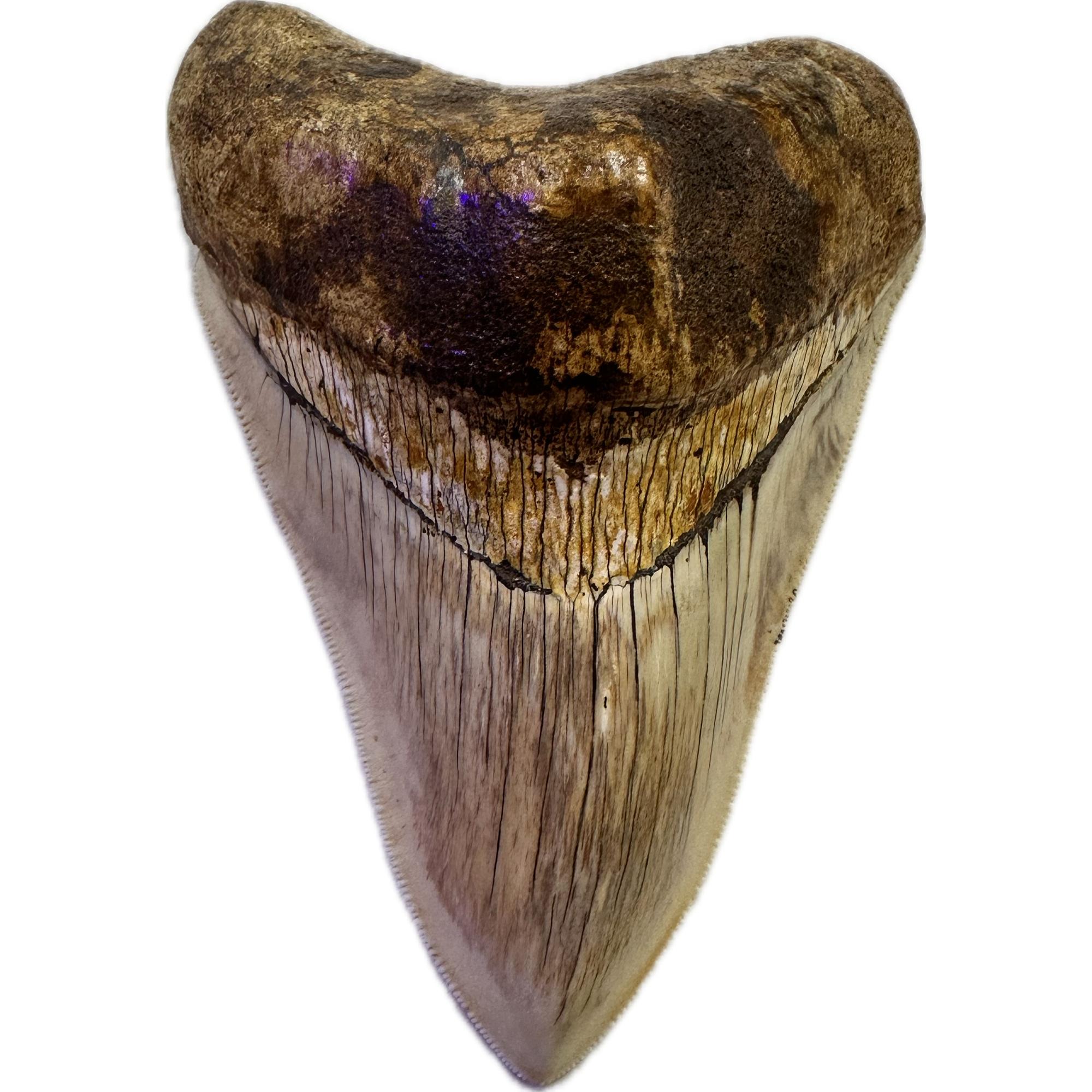 Megalodon shark tooth with full serrations from Indonesia. No repair or enhancements.