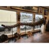 This amazing fossil from Wyoming is a Camarasaurus Grandis dinosaur tail. The tail measures close to 15 feet in length.