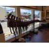 Camarasaurus Grandis tail for sale in Lincoln City, Oregon. This tail is very complete and very impressive.