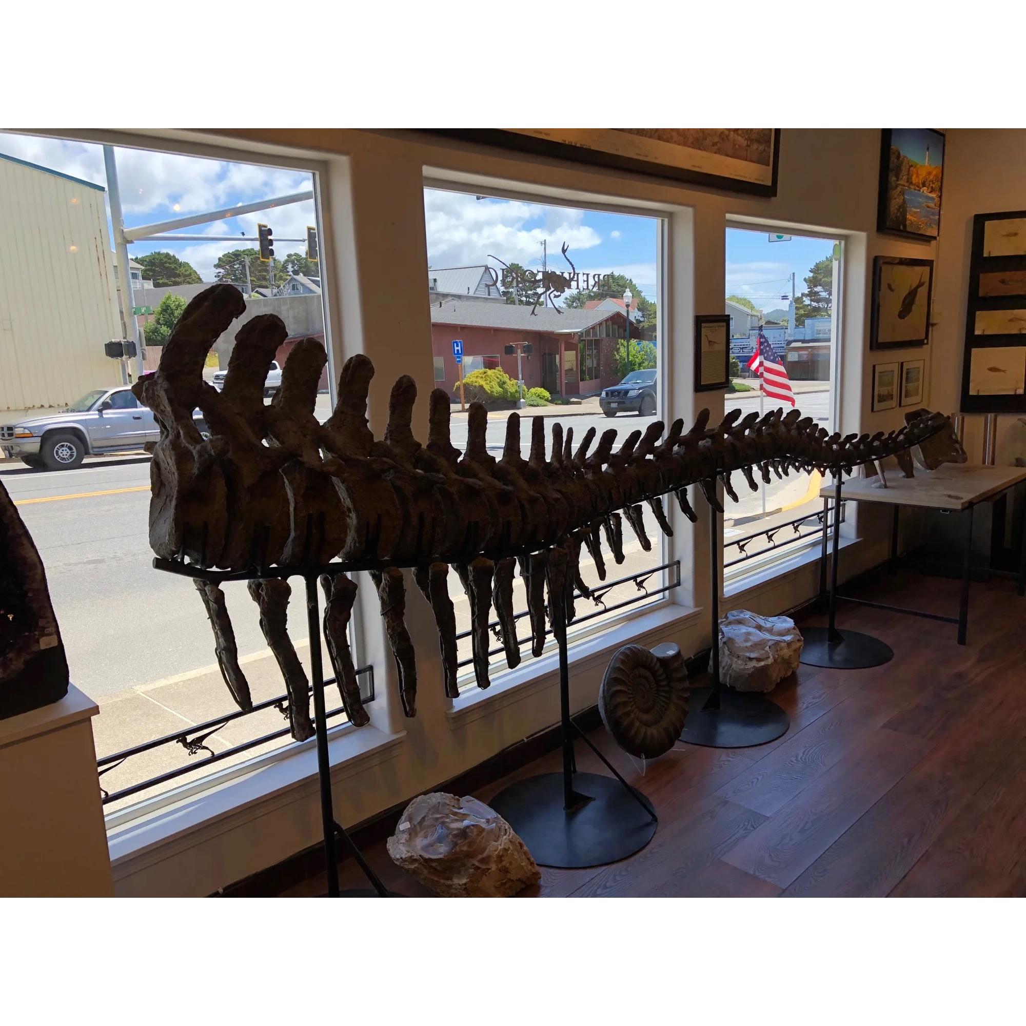 Camarasaurus Grandis tail for sale in Lincoln City, Oregon. This tail is very complete and very impressive.