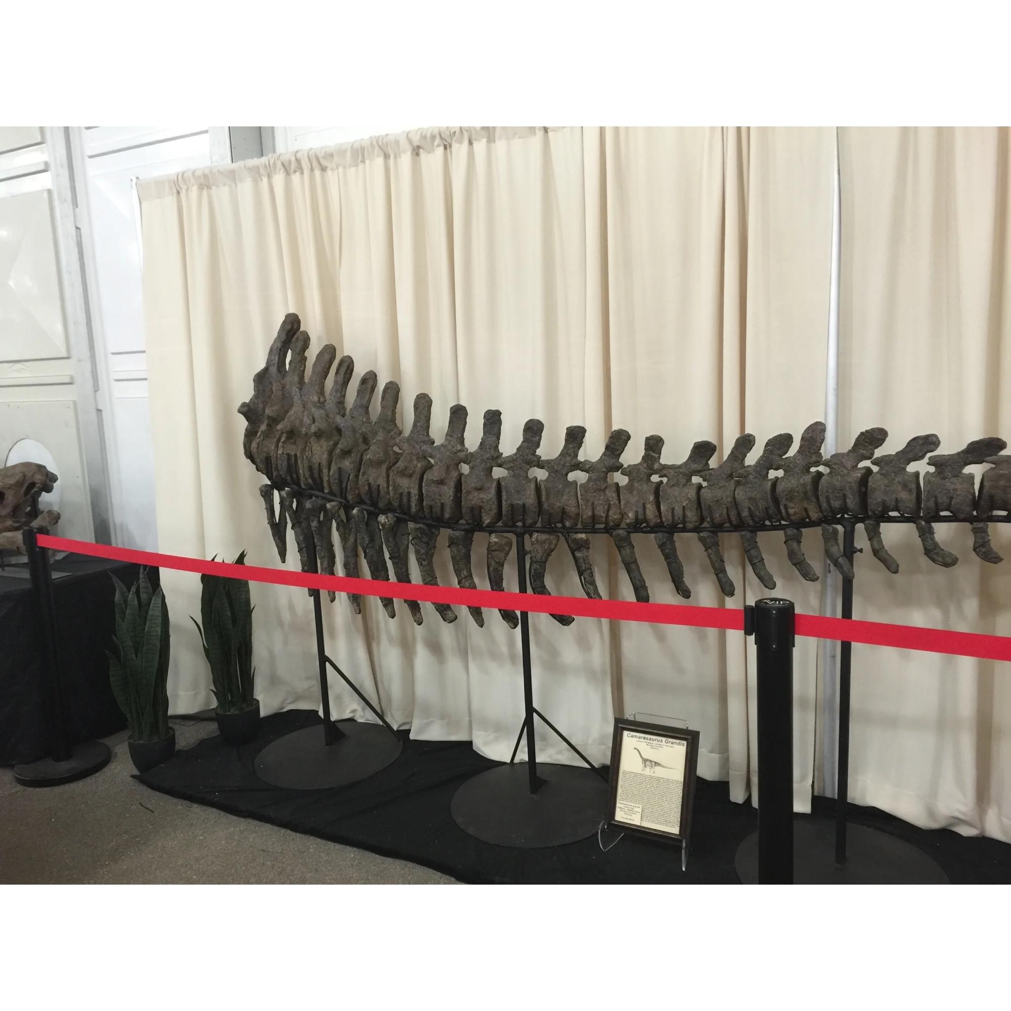 Camarasaurus grandis dino tail measuring 15 feet in length.