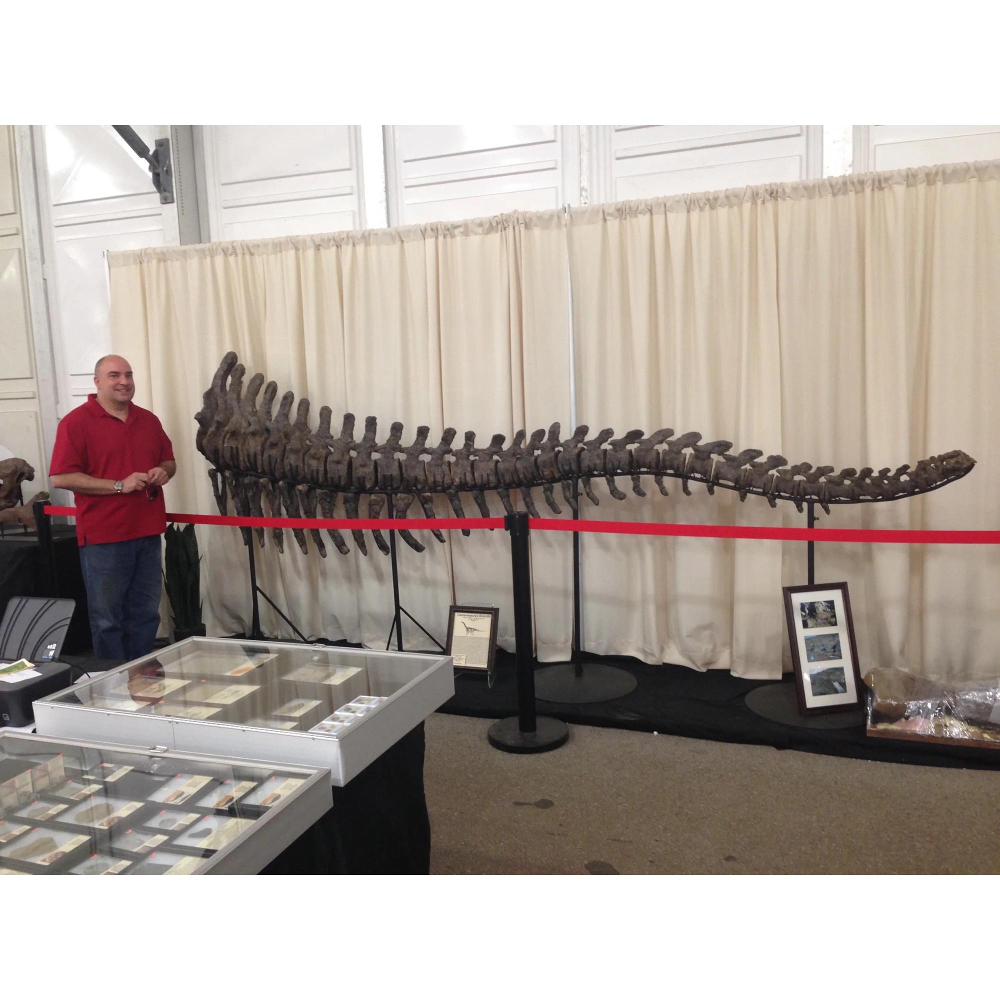 My first visit with my new Camarasaurus Grandis dinosaur tail. What a spectacular dino tail from Wyoming. See this beauty in our Oregon gallery.