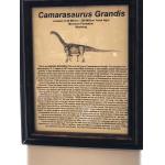 Information Sheet regarding Camarasaurus Grandis dinosaur tail from Wyoming.