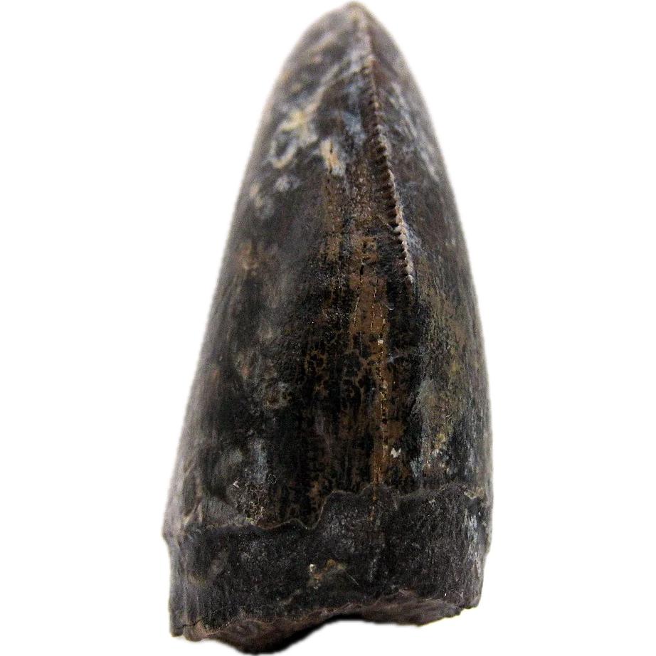 Close-up of a T-Rex tooth from Wyoming and its incredible serrations. this rare tooth measures 1 3/8” long