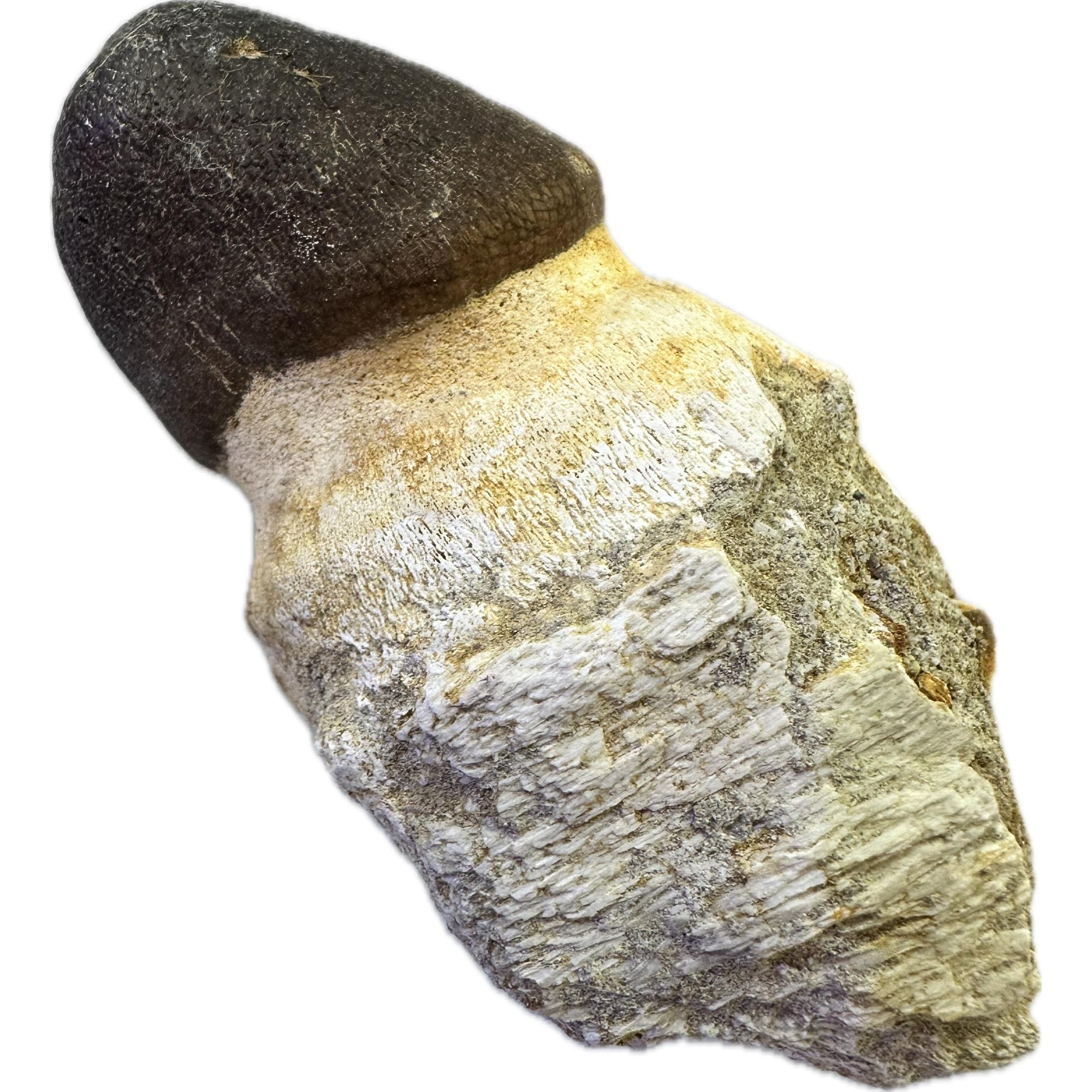 Globidens mosasaur tooth with root