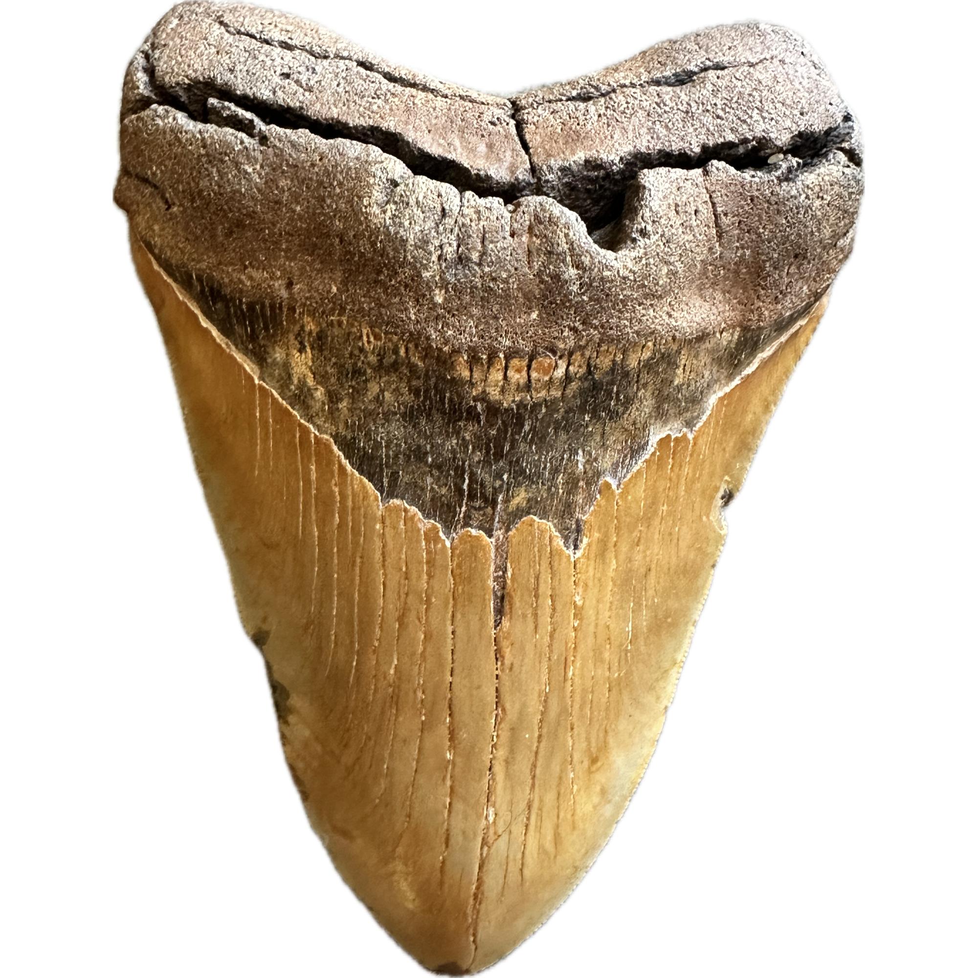 This huge 6.01” gold colored Megalodon tooth has exceptional enamel, great serrations and overall great look front and back!