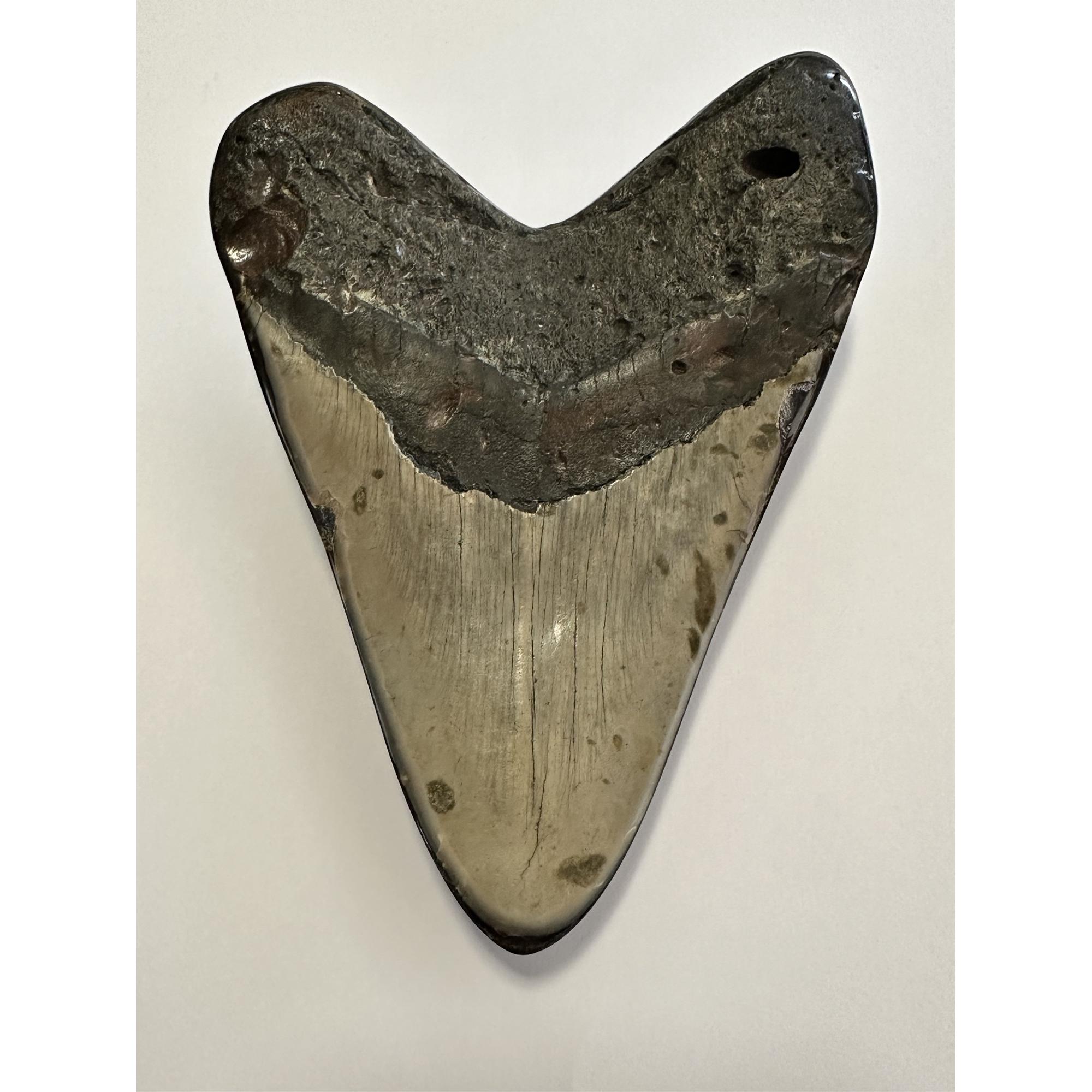 Gorgeous natural cream cream color enamel with a high polished edge on a huge Megalodon tooth