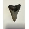 Megalodon tooth 3.40”, great serrations, dark gray color.