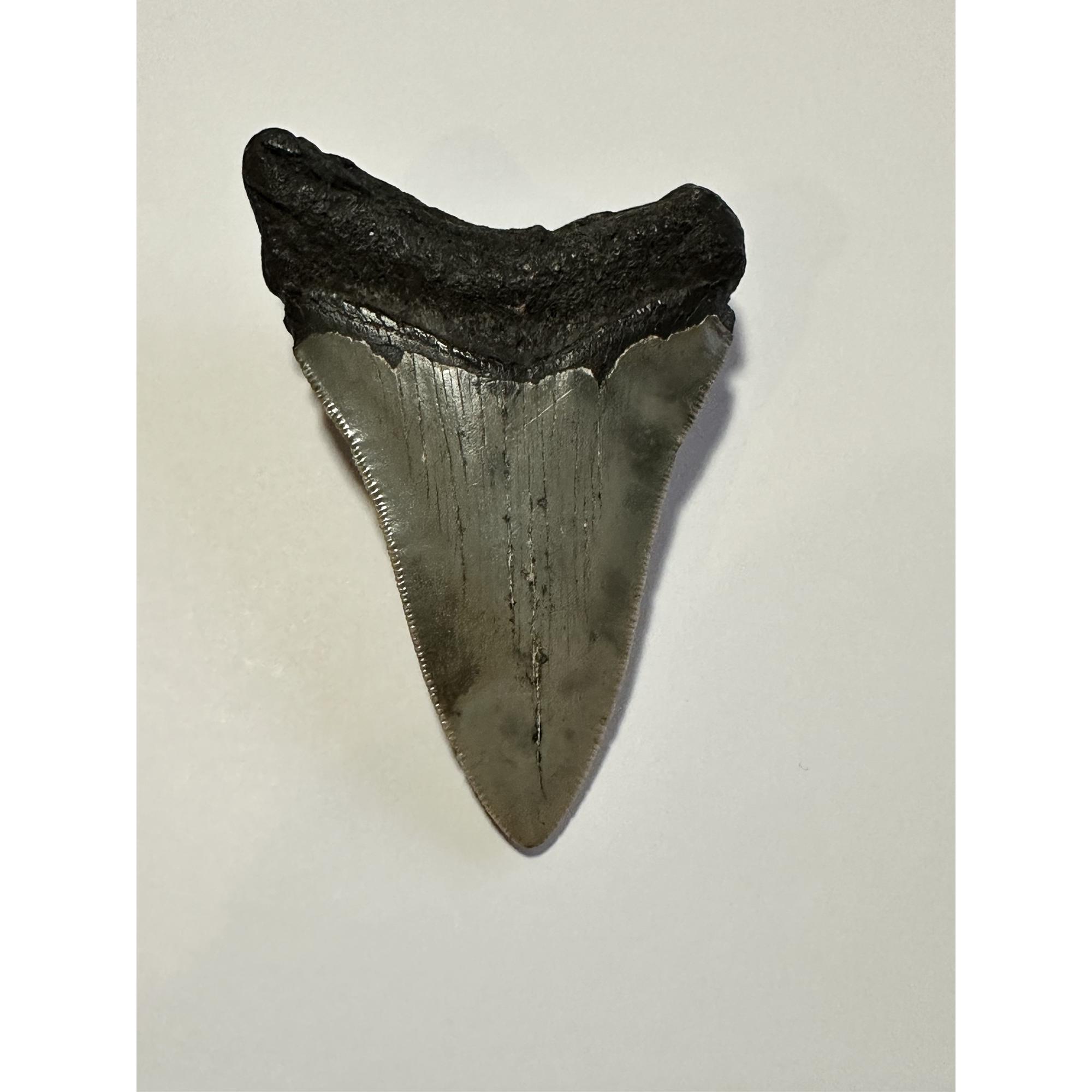 This beautiful megalodon tooth measures 3.40 inches and is heavily serrated with a dark gray color