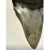 Megalodon tooth, 3.40” dark gray, great serrations