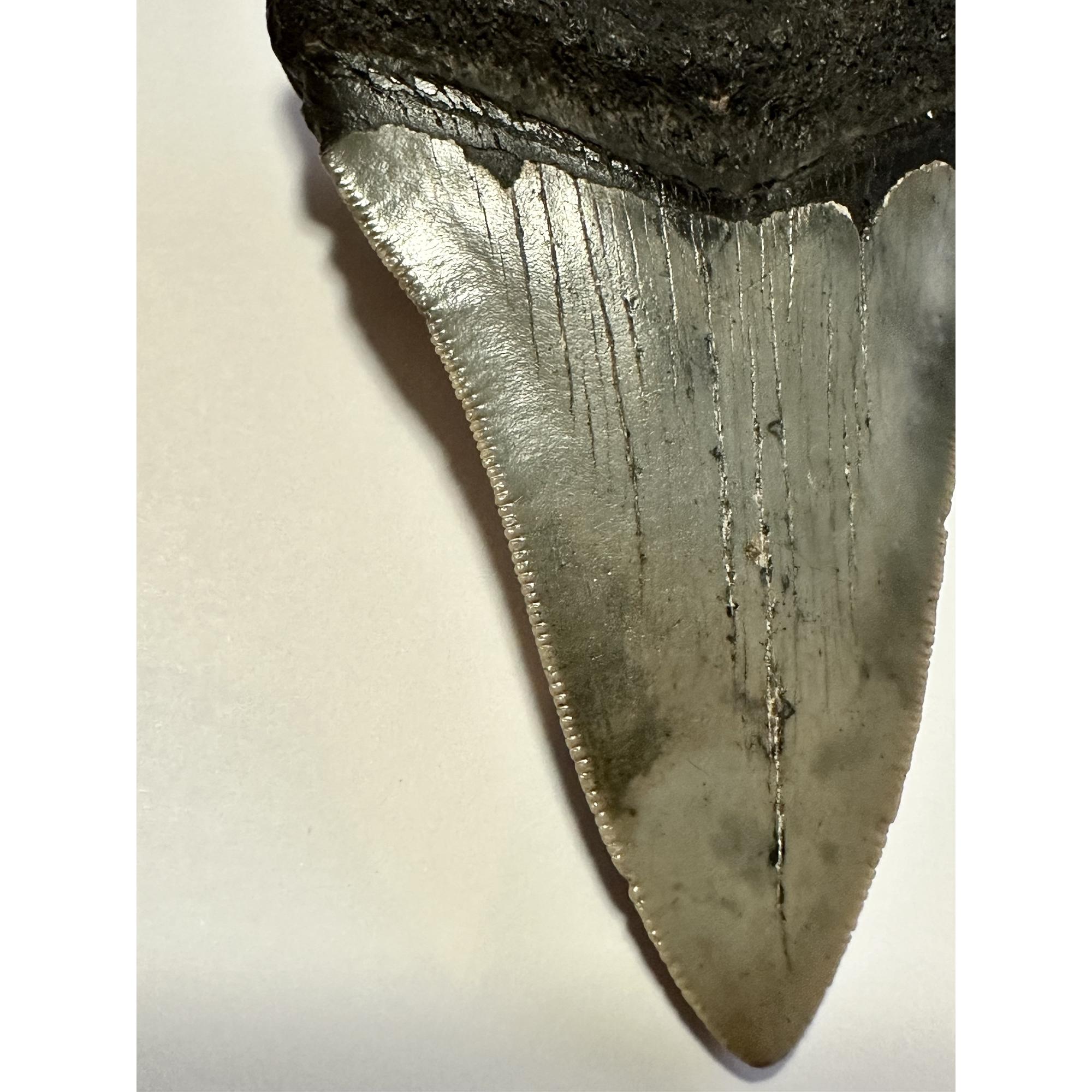 Megalodon tooth, 3.40” dark gray, great serrations