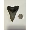 Megalodon tooth, South Carolina 3.40”, dark gray color