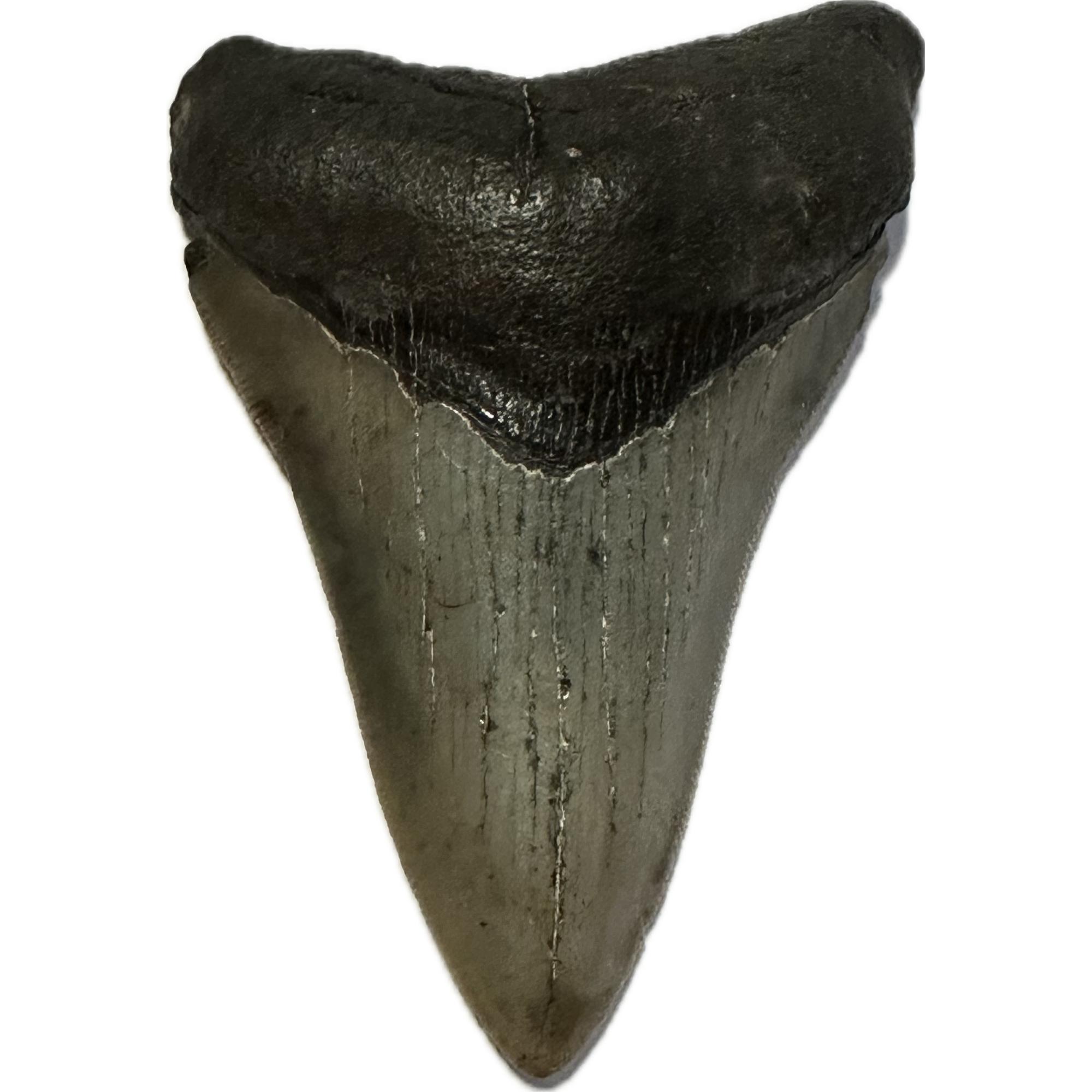 Megalodon tooth 3.40” great serrations and beautiful gray color