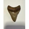 Megalodon serrated golden tooth, 3.20”, South Carolina river