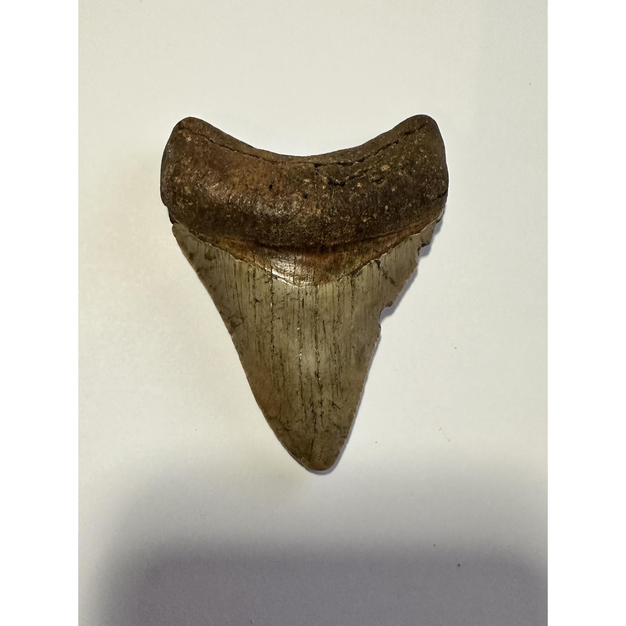 Megalodon serrated golden tooth, 3.20”, South Carolina river