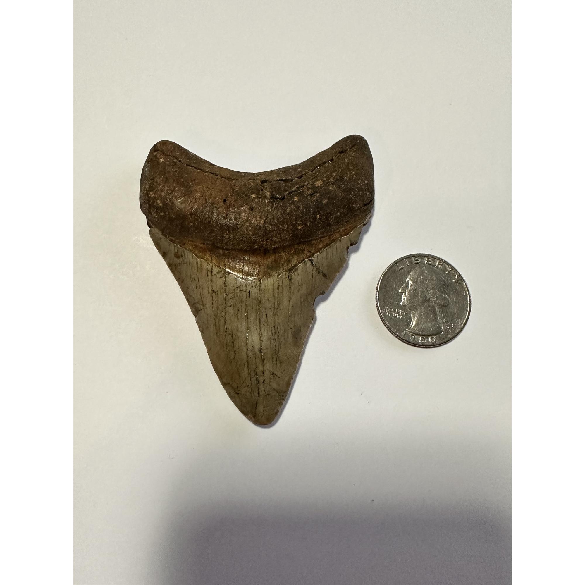 Gorgeous gold color megalodon tooth 3.20”, South Carolina