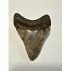 Megalodon serrated golden tooth, 3.20”, South Carolina river, gorgeous gold color
