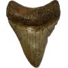 Megalodon tooth, golden color, 3.20” serrated