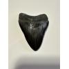 3.30 inch black beauty megalodon tooth from South Carolina