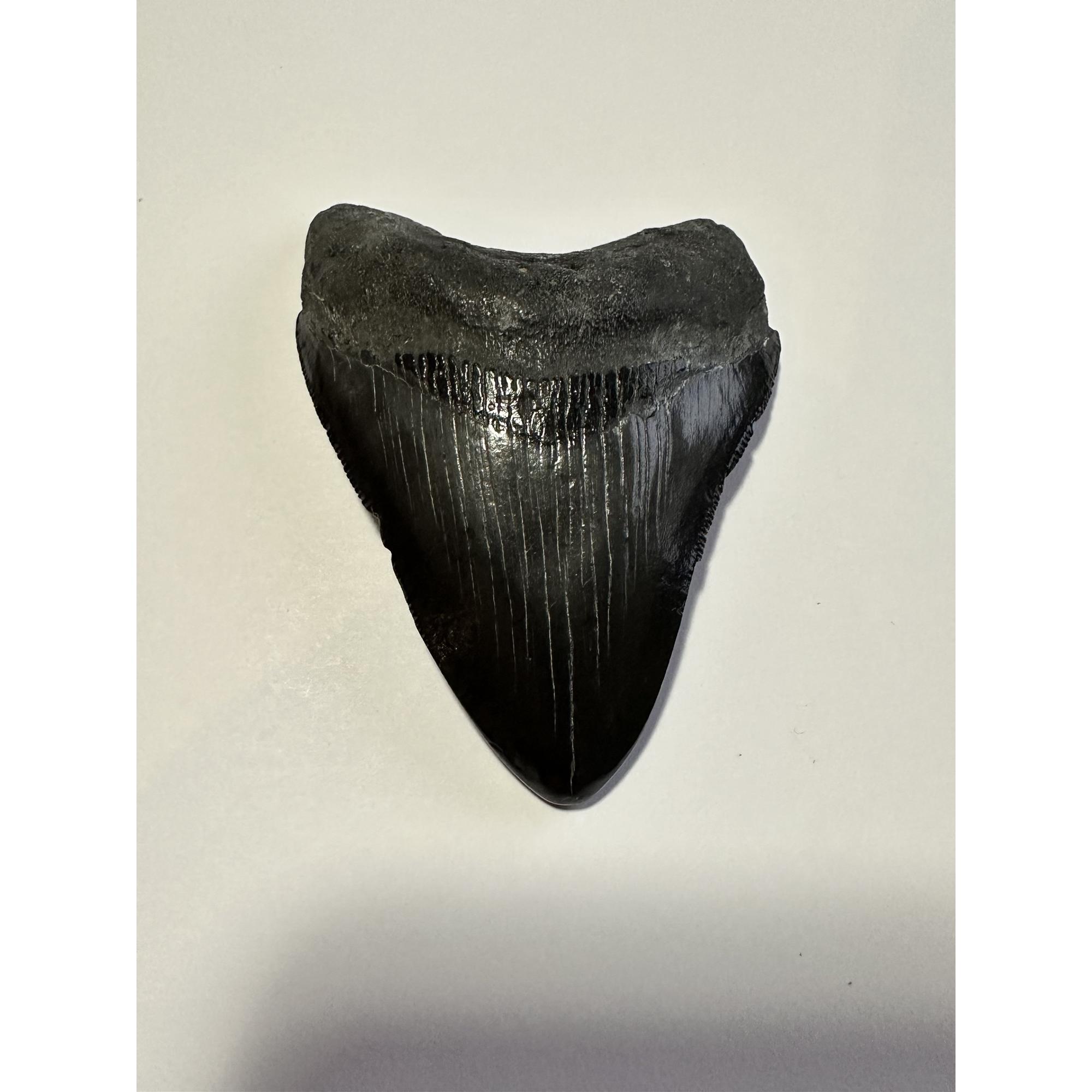 3.30 inch black beauty megalodon tooth from South Carolina