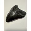 Megalodon tooth from South Carolina. This incredible tooth has great serrations and a glorious black sheen on the enamel.