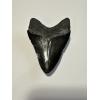 Megalodon tooth from South Carolina, black beauty with gorgeous sheen on its enamel