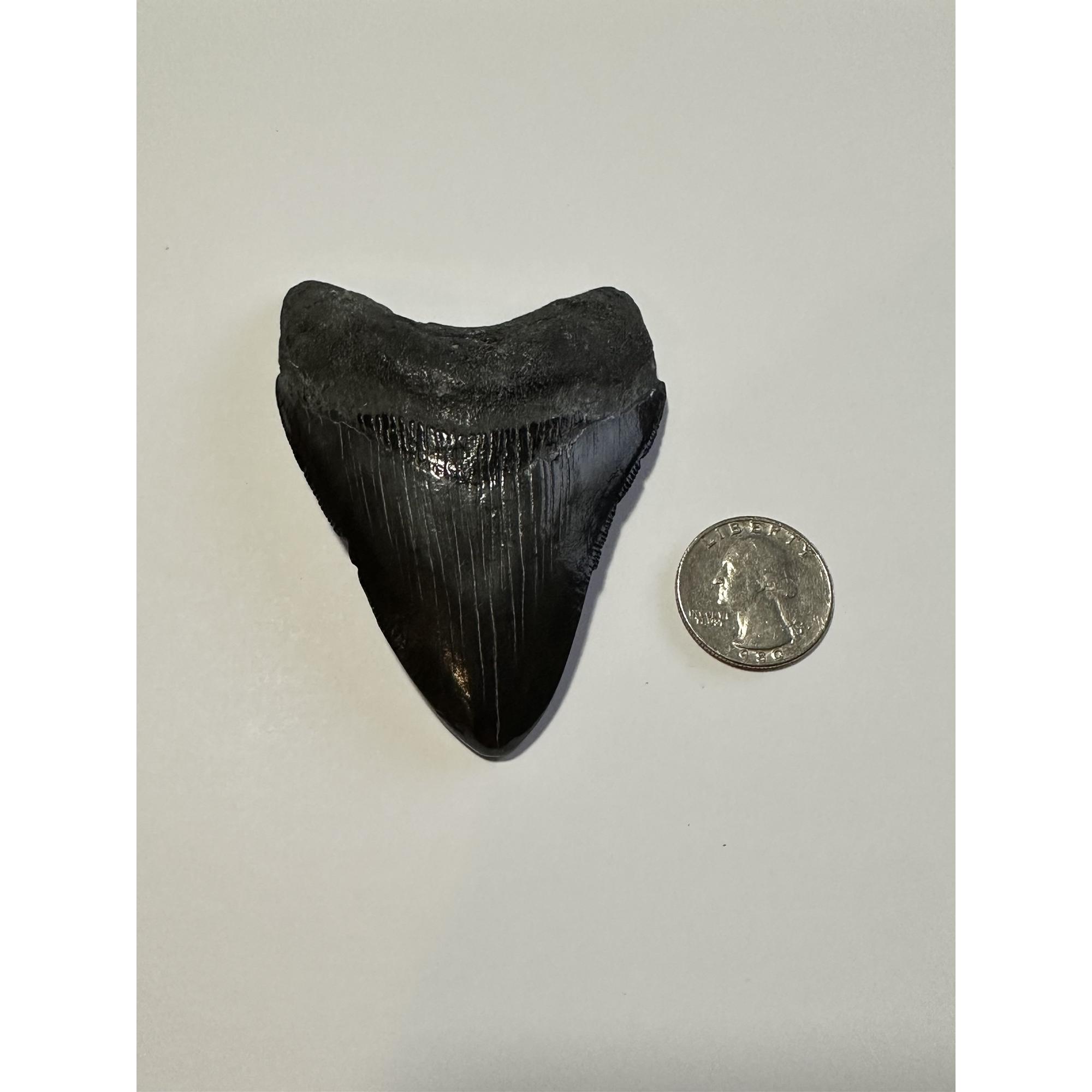 This incredible 3.30 inch megalodon tooth has a black enamel with wonderful serrations