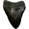 Megalodon tooth, 3.30 inches, this black beauty was found in South Carolina and has fantastic serrations