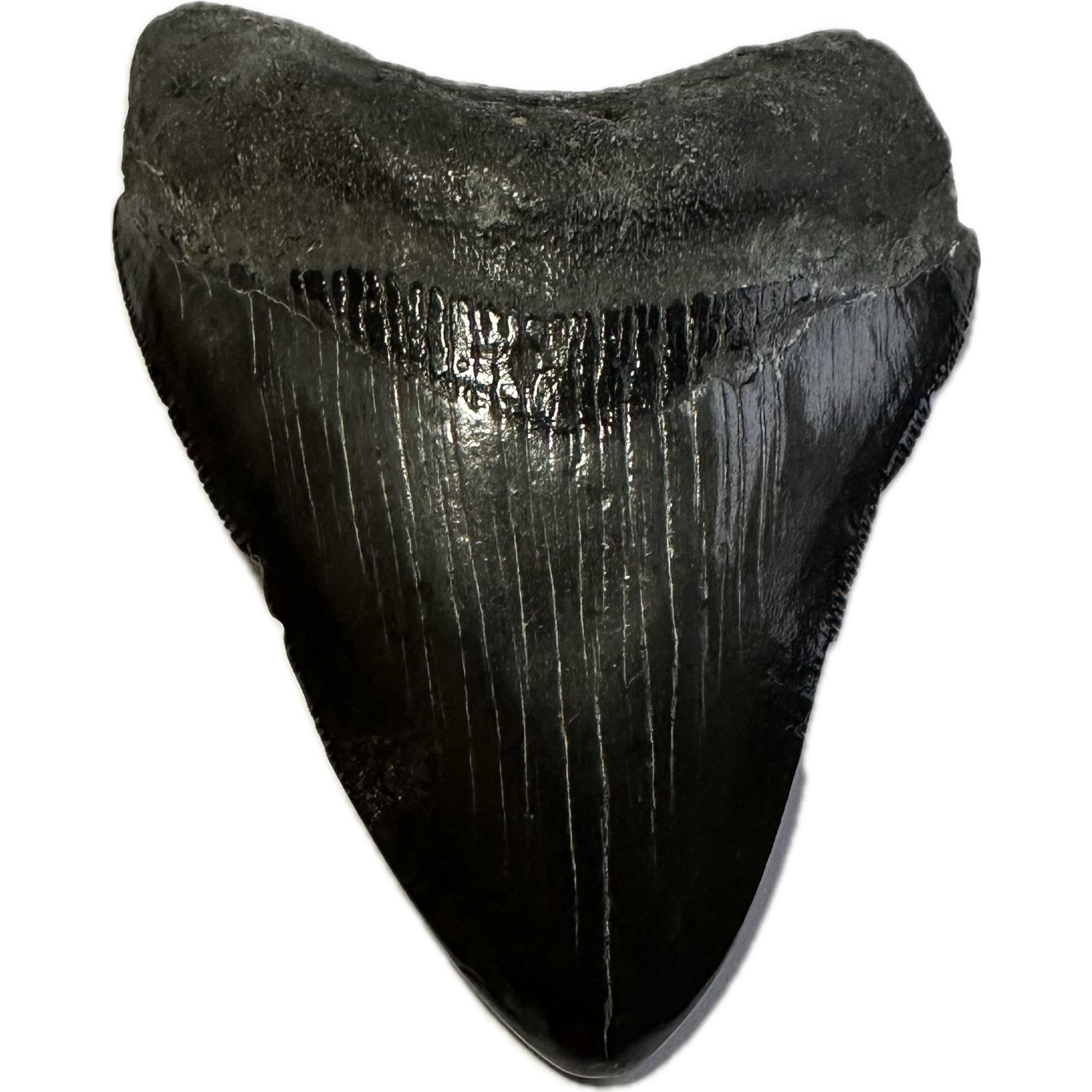 Megalodon tooth, 3.30 inches, this black beauty was found in South Carolina and has fantastic serrations