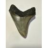 A stunning 3.50 inch megalodon tooth from South Carolina with wonderful serrations