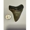 A beautiful megalodon tooth from South Carolina with beautiful enamel front and back 3.50 inches in length