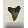 A beautiful megalodon tooth with a slight curve, exhibiting beautifully mammal, front and back and amazing serrations