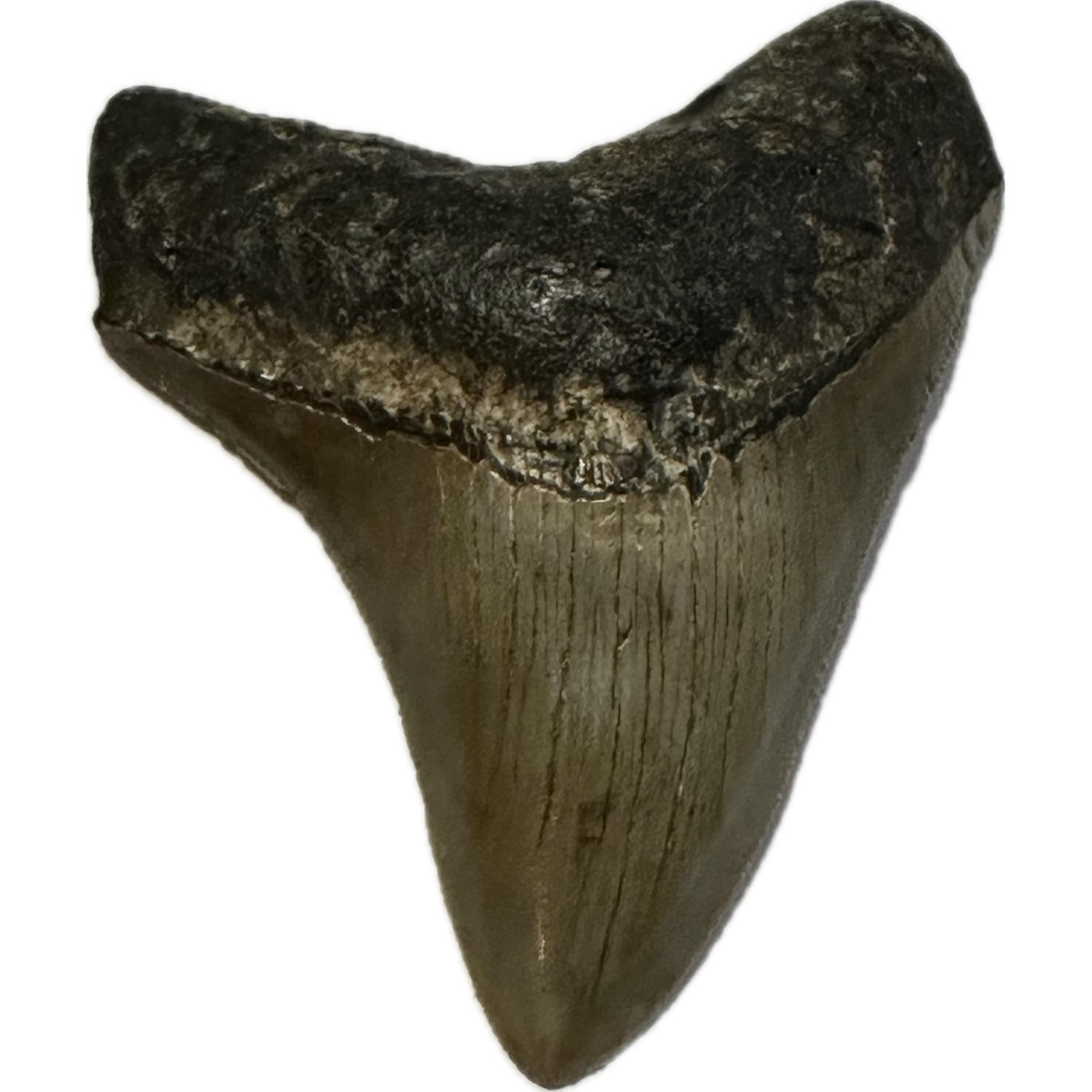 A beautiful fossil megalodon tooth with a dark grayish brown color with wonderful serrations