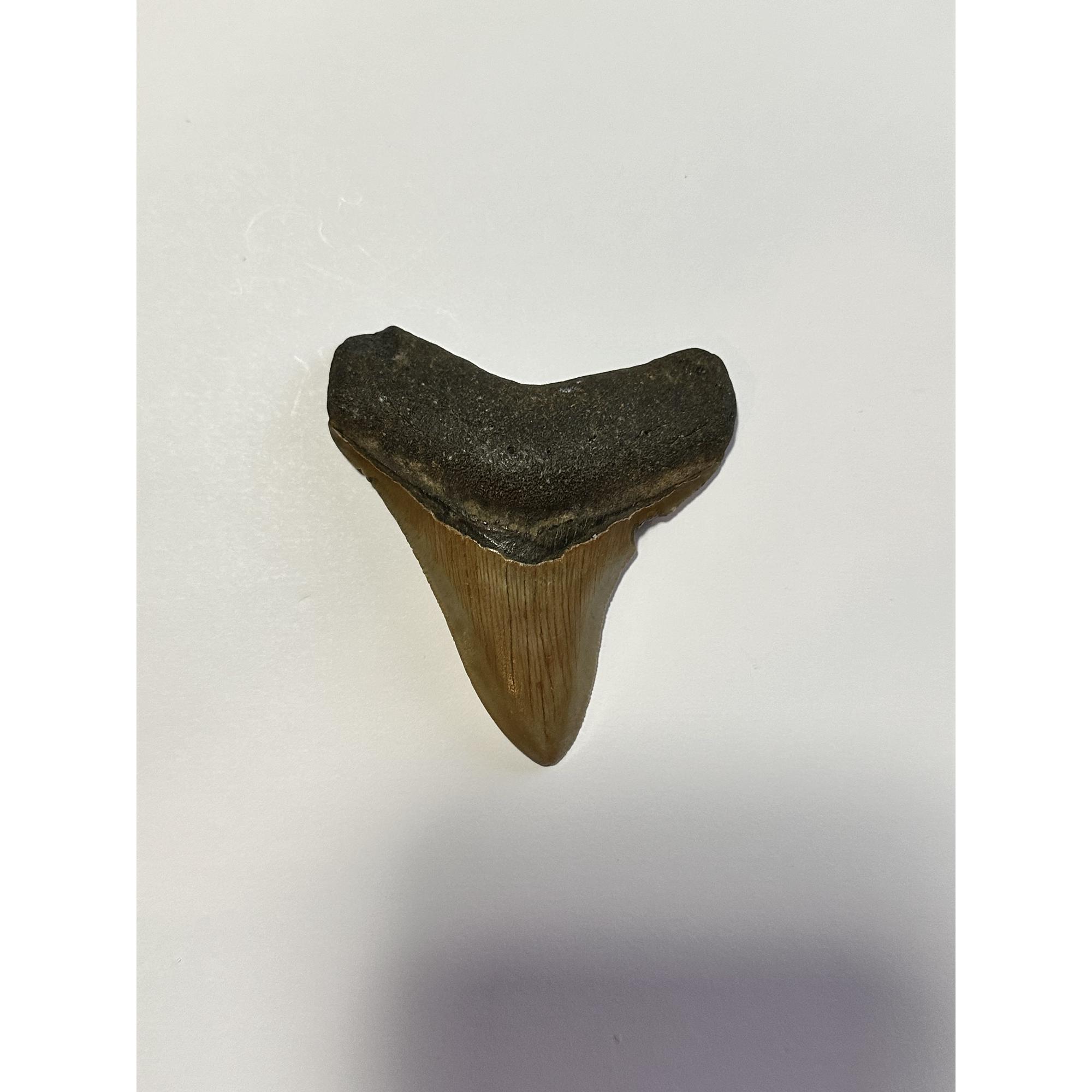 Megalodon tooth with a golden color from South Carolina. The tooth has fantastic serrations and measures 3.10 inches in length.