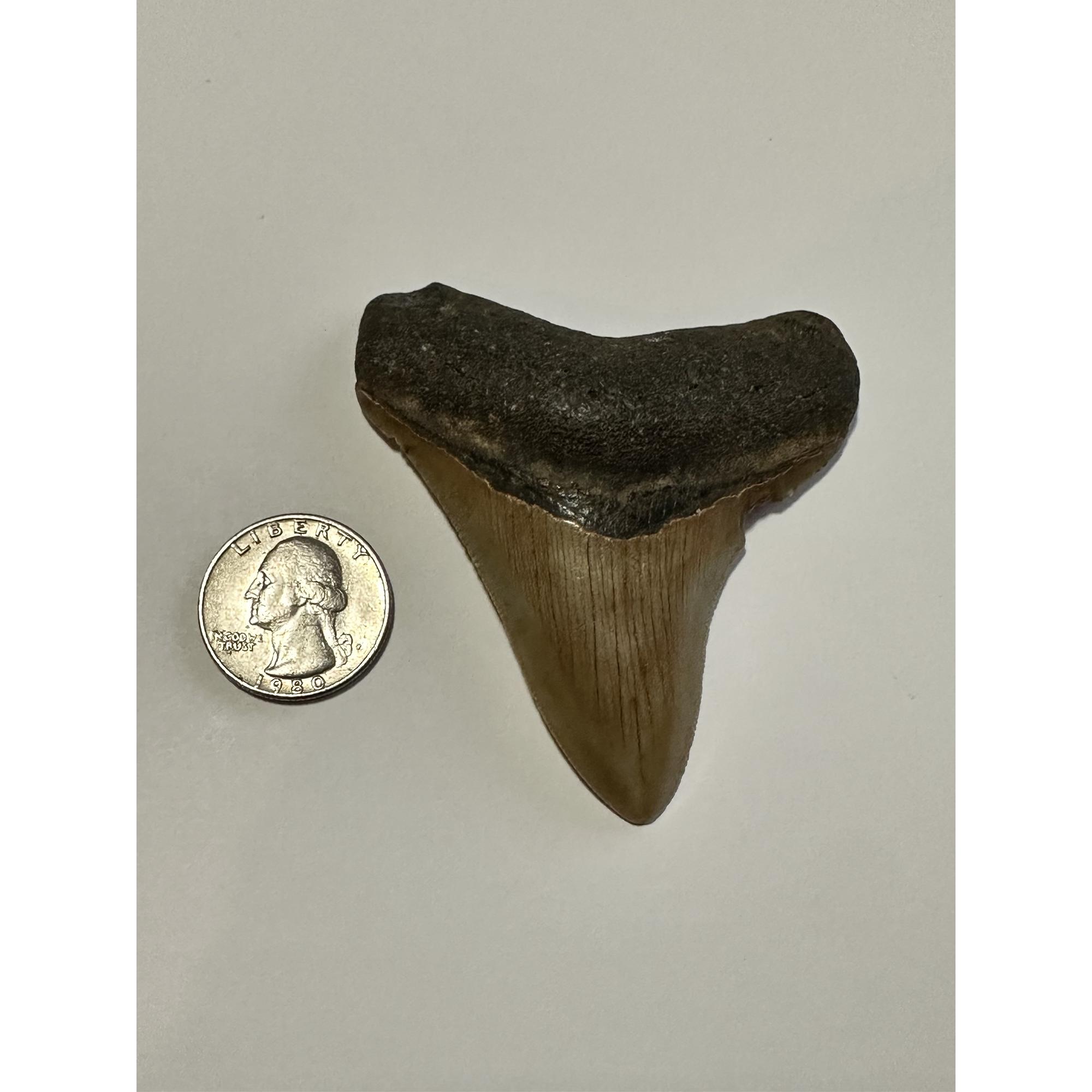 Just gorgeous golden megalodon tooth is from South Carolina and has wonderful serrations